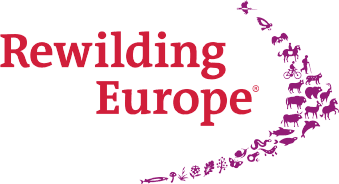 Rewilding Europe